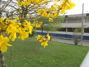 Ipê Amarelo.  Departamento de Engenharia de Materiais. Área II do Campus de Lorena. Ao fundo o Prédio da Graduação. Foto: Simone Colombo