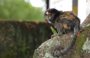 Macaco - Sagui